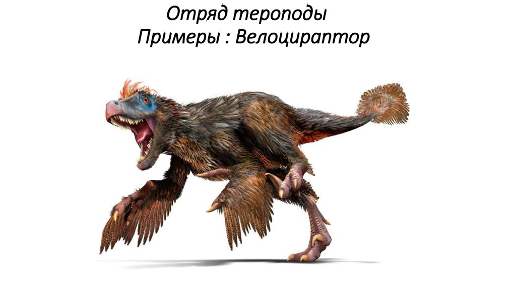 Отряд тероподы Примеры : Велоцираптор