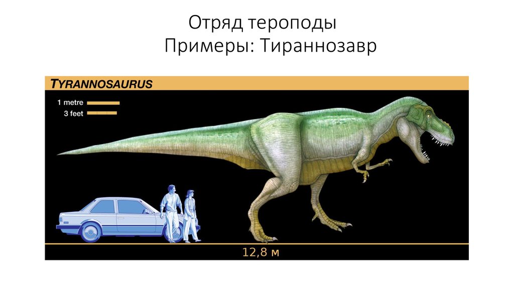 Отряд тероподы Примеры: Тираннозавр