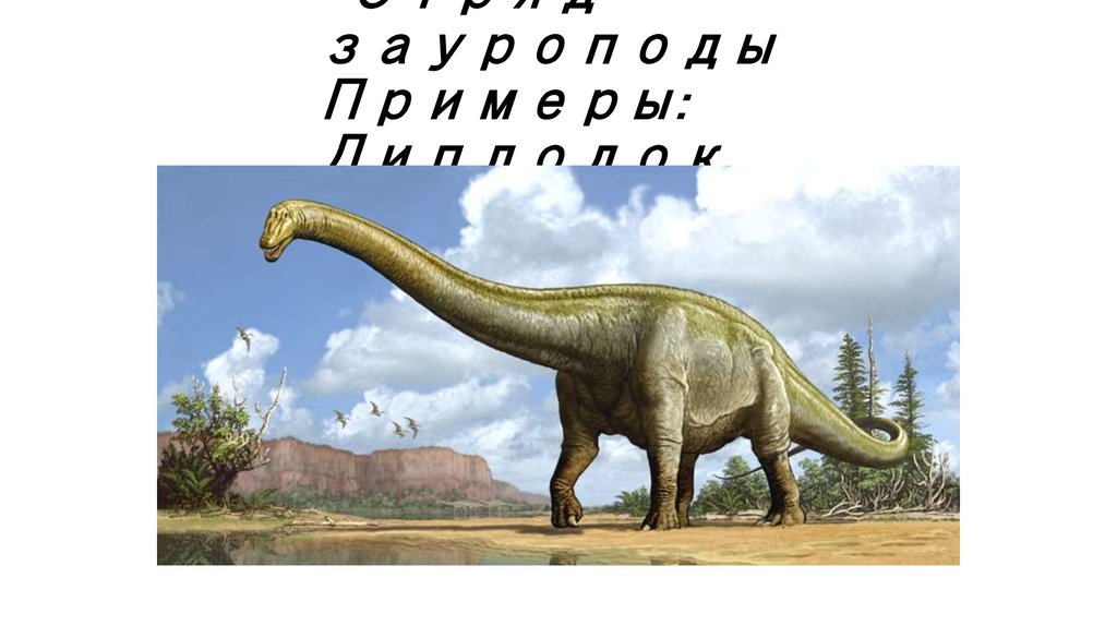 Отряд зауроподы Примеры: Диплодок