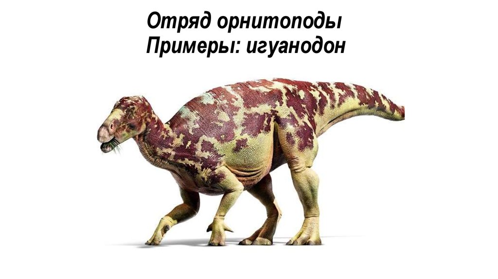 Отряд орнитоподы Примеры: игуанодон