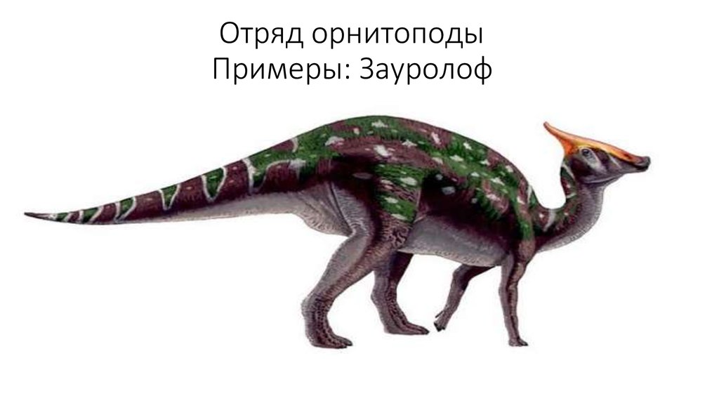 Отряд орнитоподы Примеры: Зауролоф