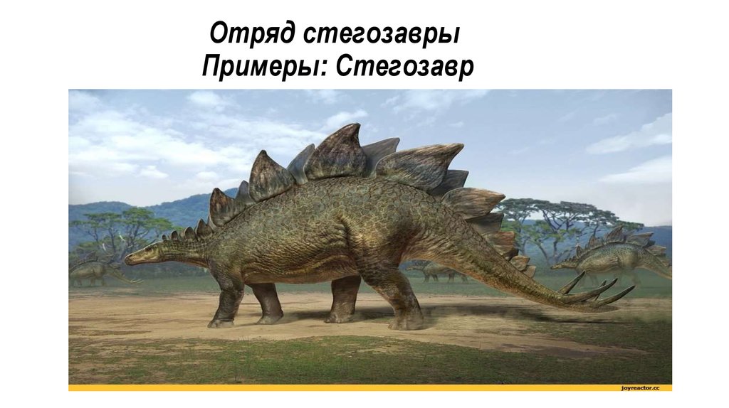 Отряд стегозавры Примеры: Стегозавр
