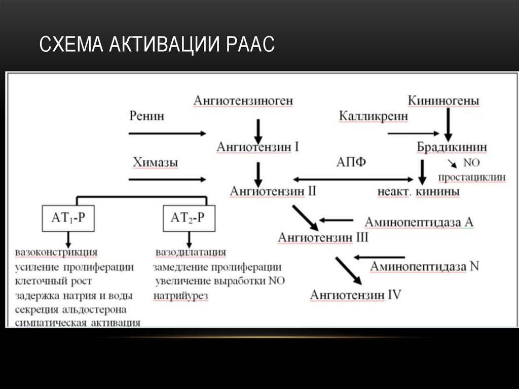 Ренин ангиотензиновая система схема