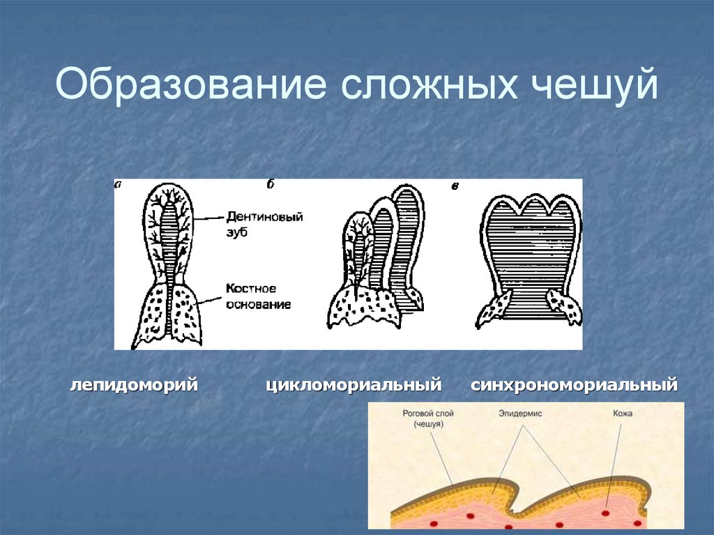 Сложное образование. Чешуя это образование. Чешуя дентиновая основа. Дентиновыми зубовидными образованиями чешуи. Образование сложного Эхо.