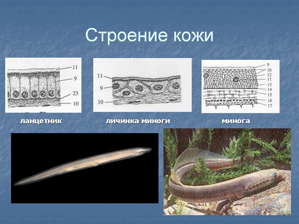 Кожные покровы ланцетника рисунок