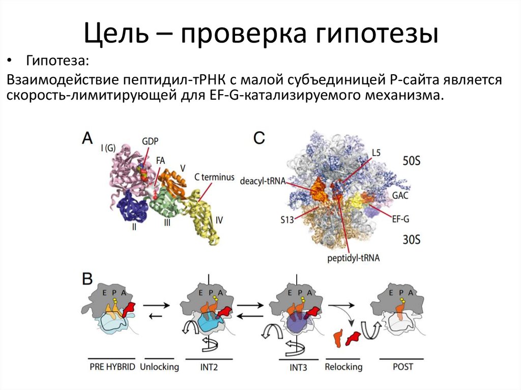 Цель – проверка гипотезы
