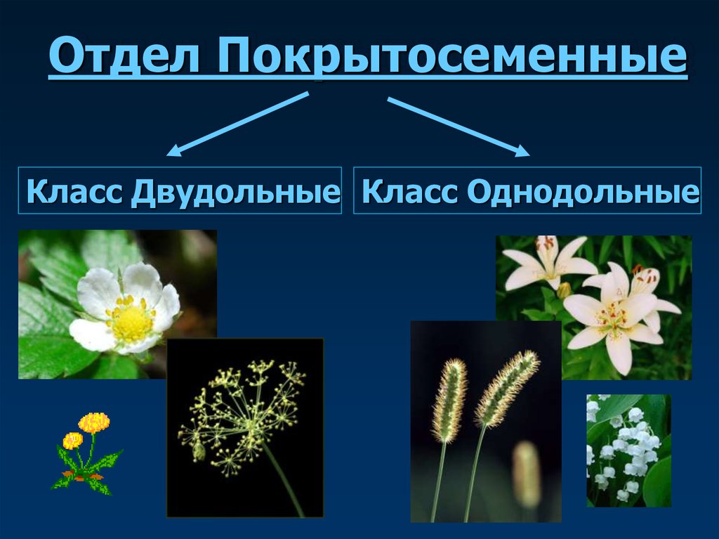 Многообразие растений 5 класс биология презентация