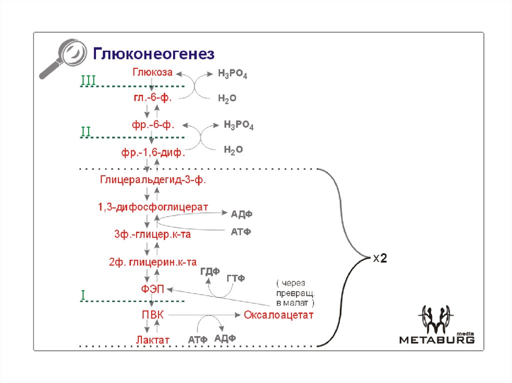 Синтез глюконеогенеза
