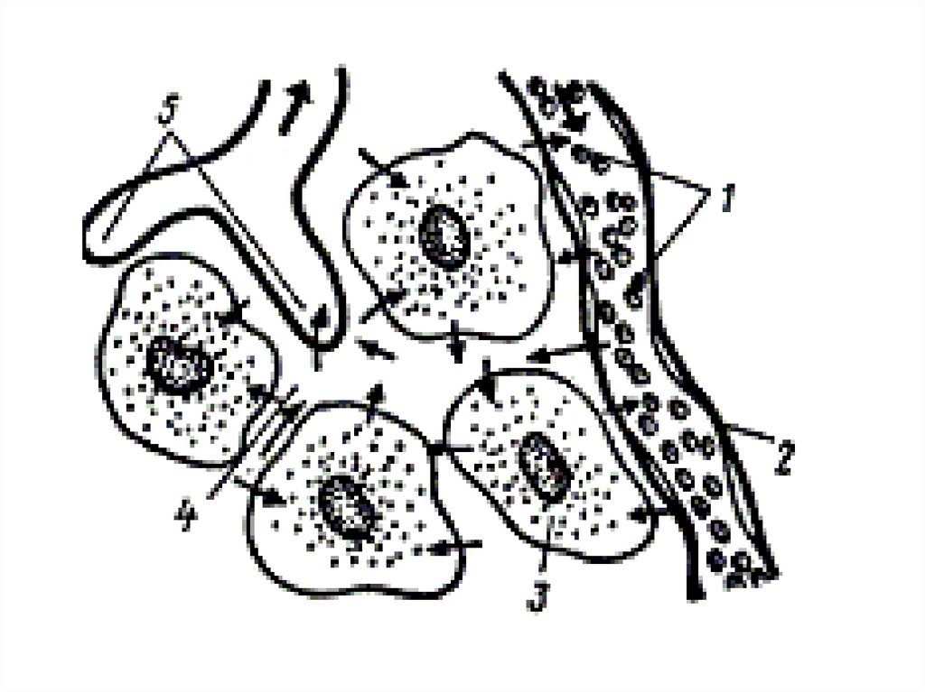 Ткани внутренней среды организма. Ткани внутренней среды тканевая жидкость. Внутренняя среда организма рисунок. Межклеточная жидкость ткань. Ткани внутренней среды рисунок.