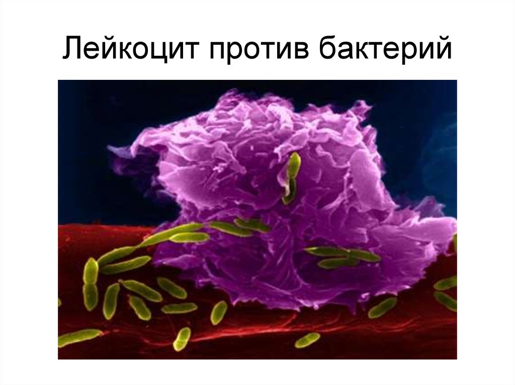 Лейкоцит против бактерий