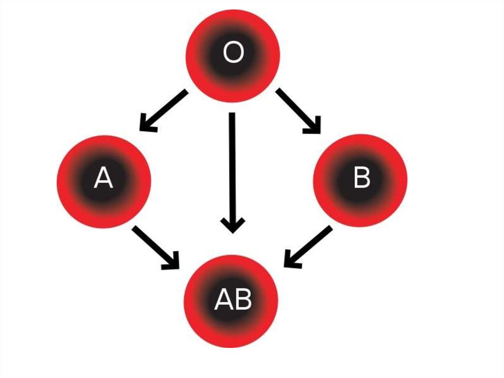 Рассмотрите схему совместимости групп крови. Схема переливания крови. Универсальная схема переливания крови. Группы крови на белом фоне. Группы крови картинки.
