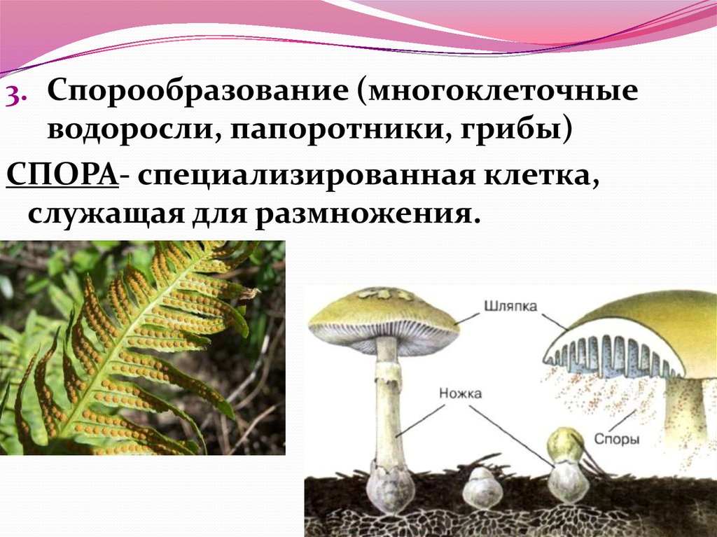 Споры грибов служат для. Спорообразование. Спорообразование размножение. Спорообразование у растений. Спорообразование у многоклеточных.