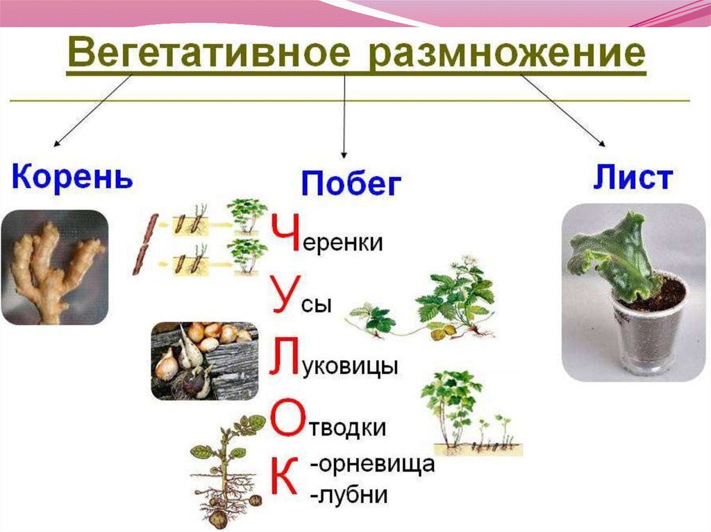 Какая наука изучает вегетативное размножение. Вегетативное размножение растений схема. Способы размножения растений. Способы вегетативного размножения. Вегетативное размножение растений листьями.