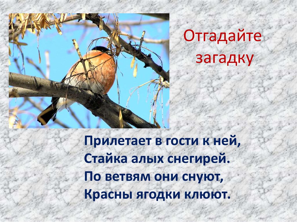 Отгадайте загадку