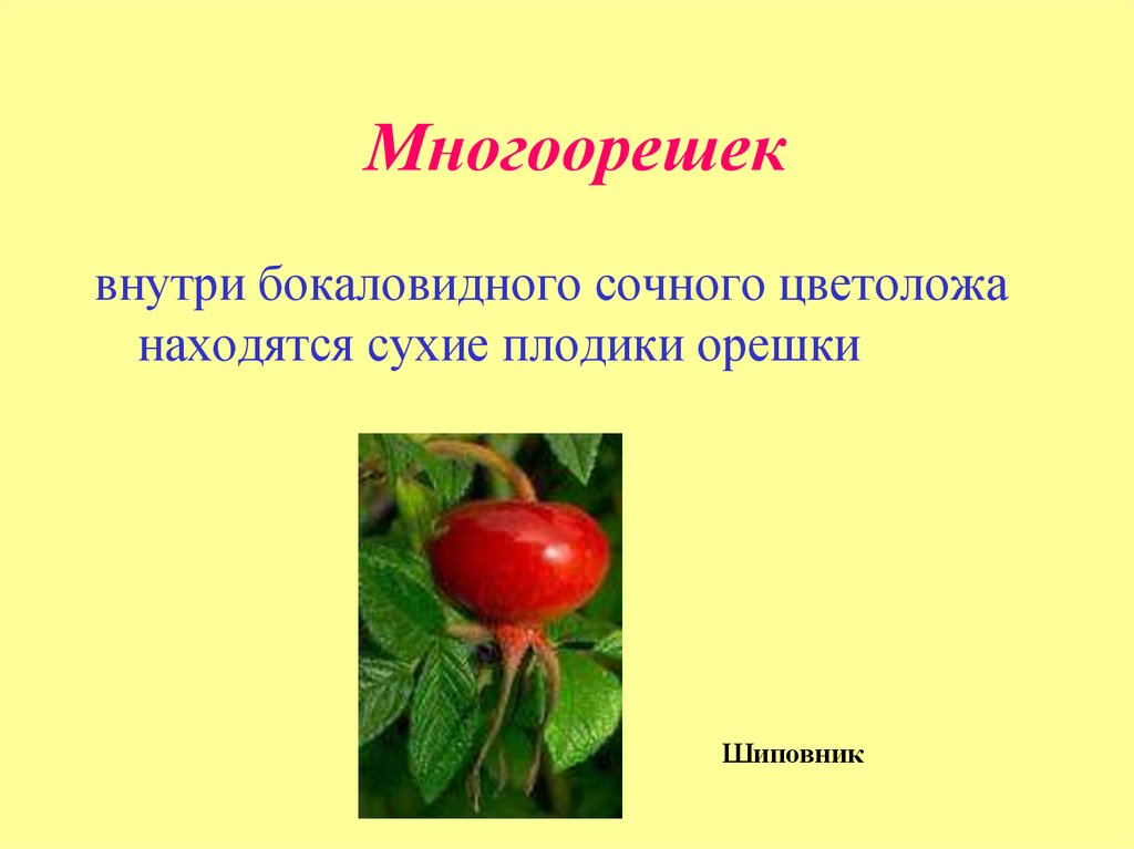 Где развиваются семена шиповника. Плод многоорешек примеры растений. Многоорешек характеристика плода. Земляника плод многоорешек. Плод шиповника многоорешек.