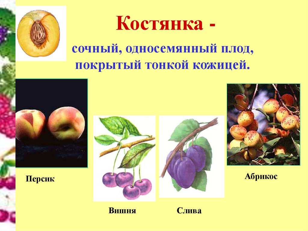 Назовите сочные плоды. Персик плод костянка. Абрикос плод костянка. Костянка вид плода. Тип плода сочные односемянные.