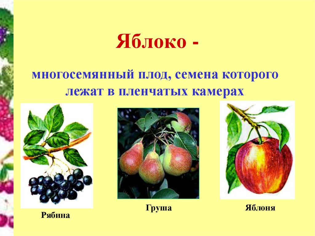 Какую функцию выполняет плод яблони. Яблоко груши многосемянный или односемянный. Плоды растений. Сочные многосемянные плоды яблоко. Яблоко (Тип плода).