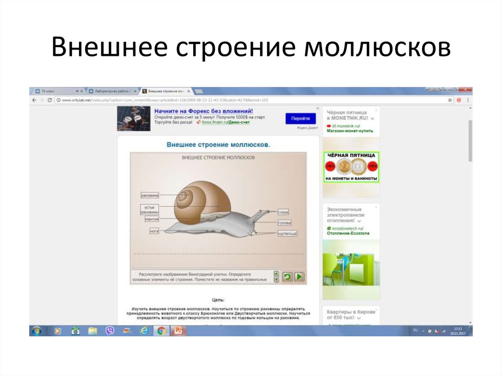 Внешнее строение моллюсков