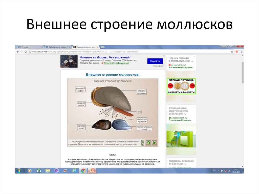 Внешнее строение моллюсков