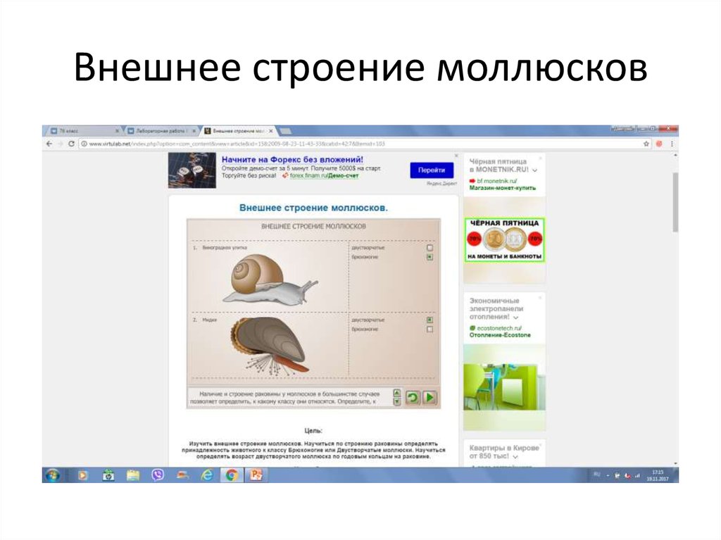 Внешнее строение моллюсков