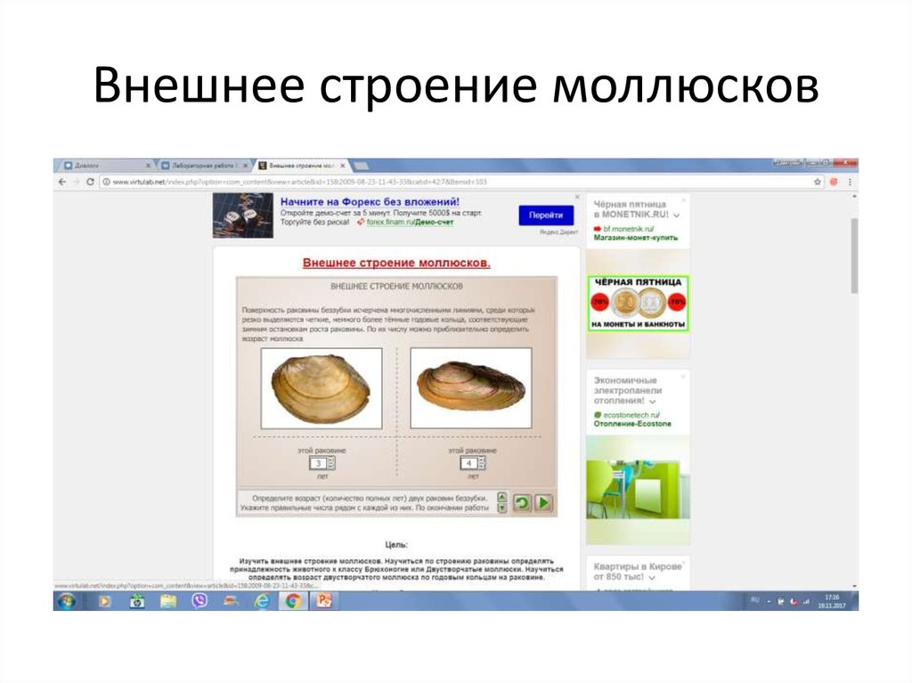 Внешнее строение моллюсков