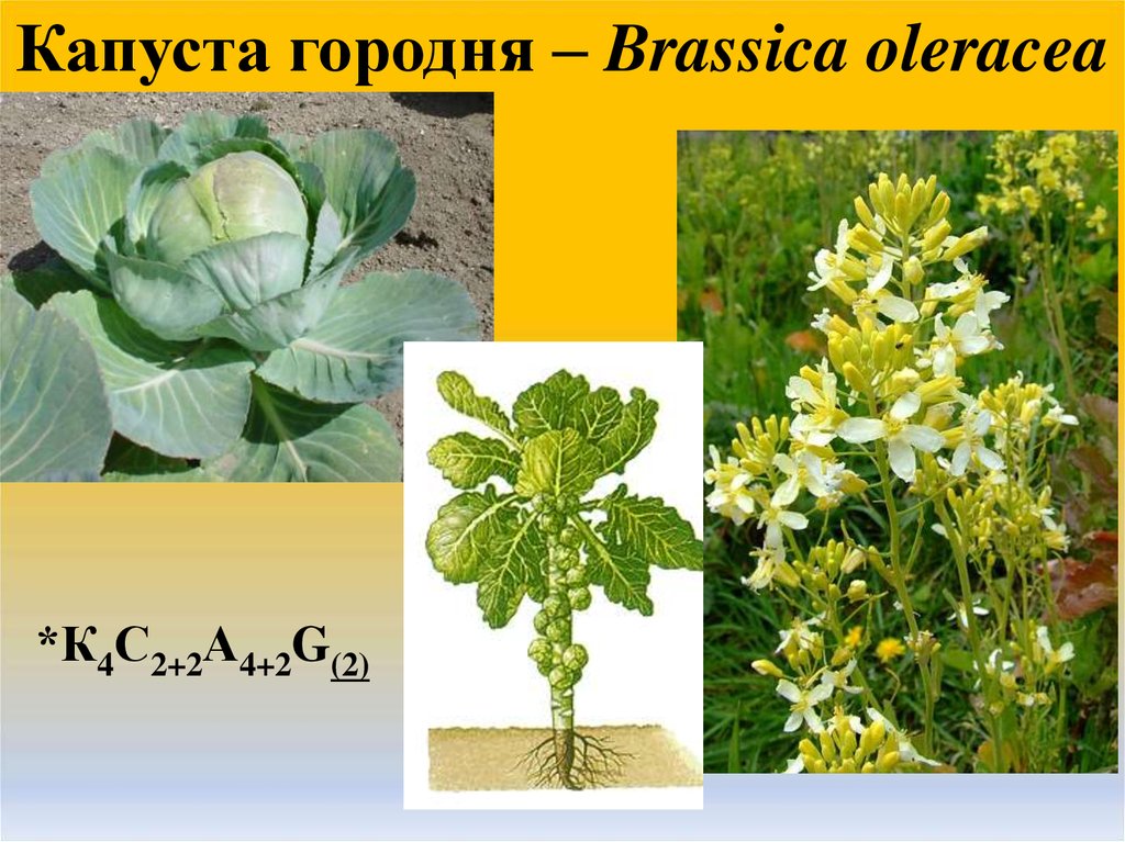 Капуста городня – Brassica oleracea