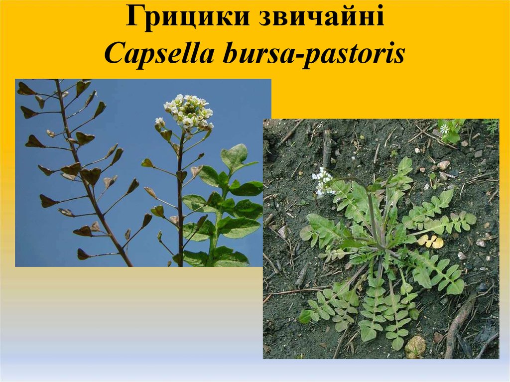 Грицики звичайні Сapsella bursa-pastoris