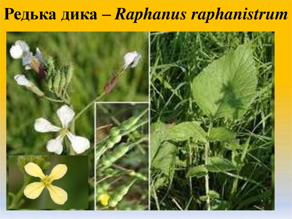 Таксон редьки дикой. Плод дикой редьки. Raphanus raphanistrum плод. Строение плода дикой редьки. Строение редьки дикой.