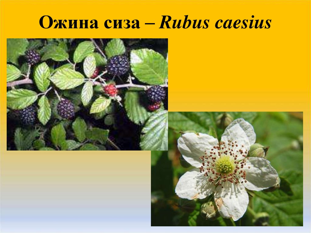 Ожина сиза – Rubus caesius
