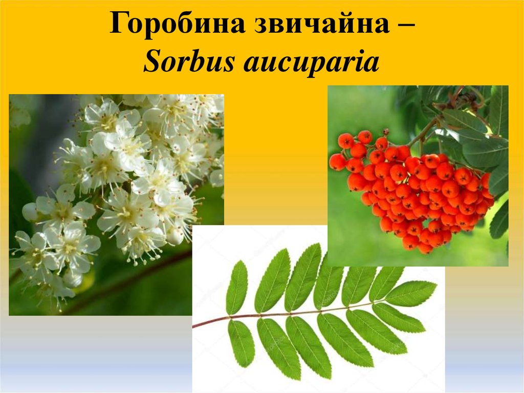 Горобина звичайна – Sorbus aucuparia