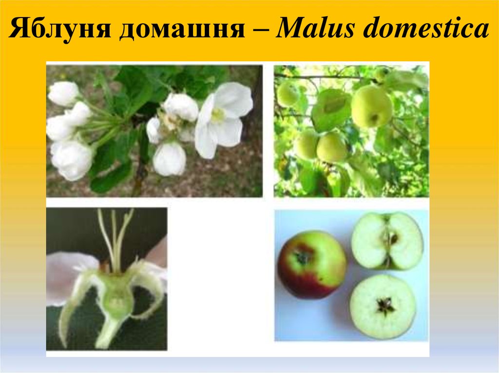Яблуня домашня – Malus domestica