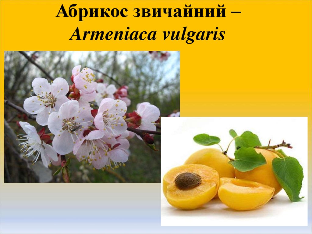Абрикос звичайний – Armeniaca vulgaris