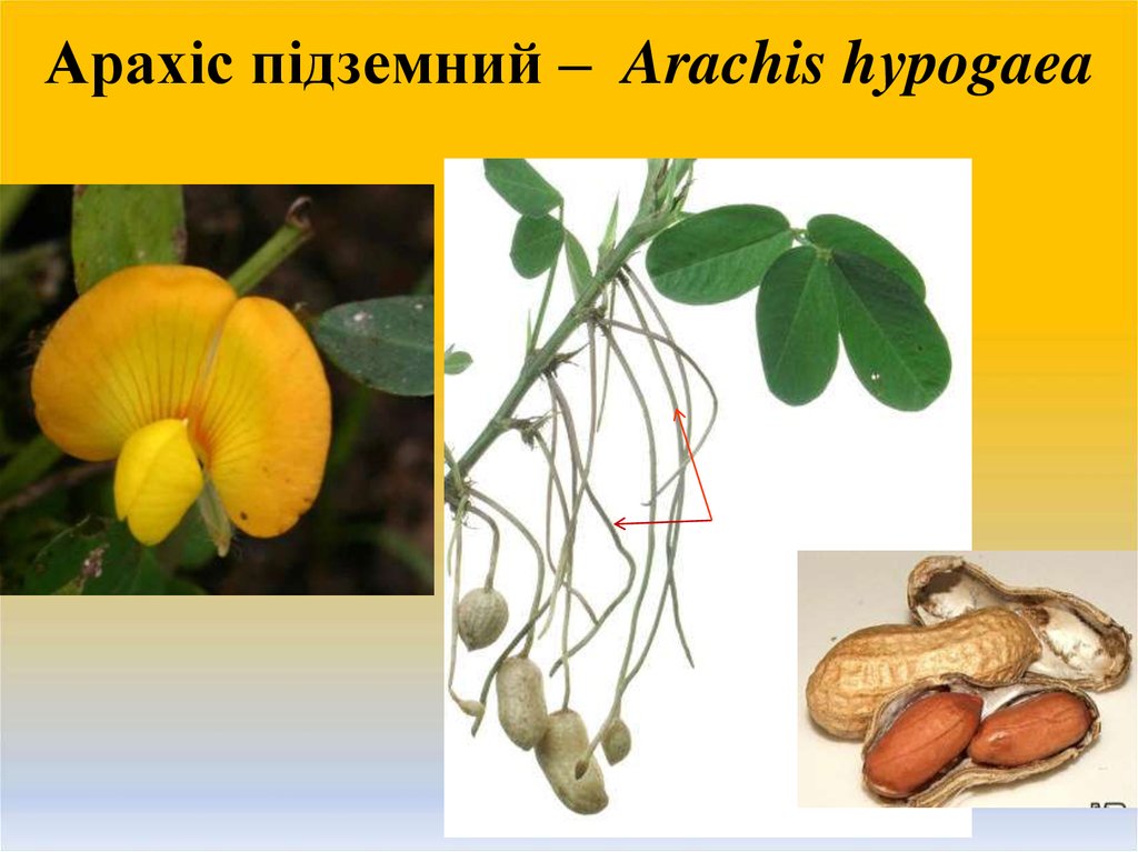 Арахіс підземний – Arachis hуpogaea