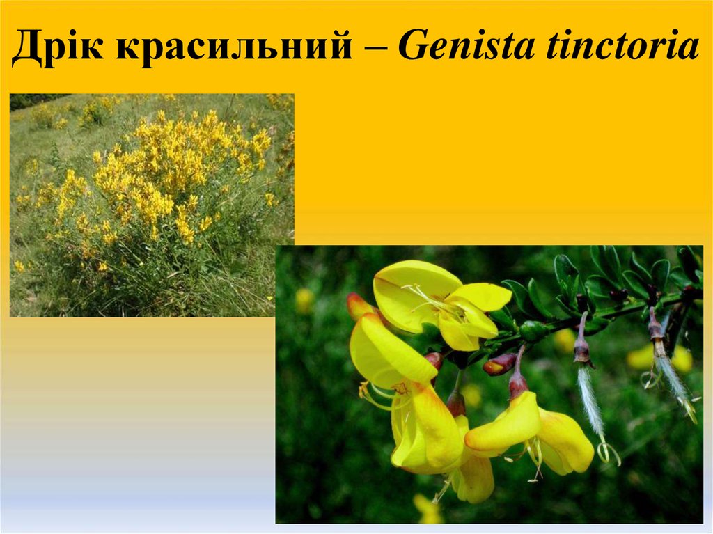 Дрік красильний – Genista tinctoria