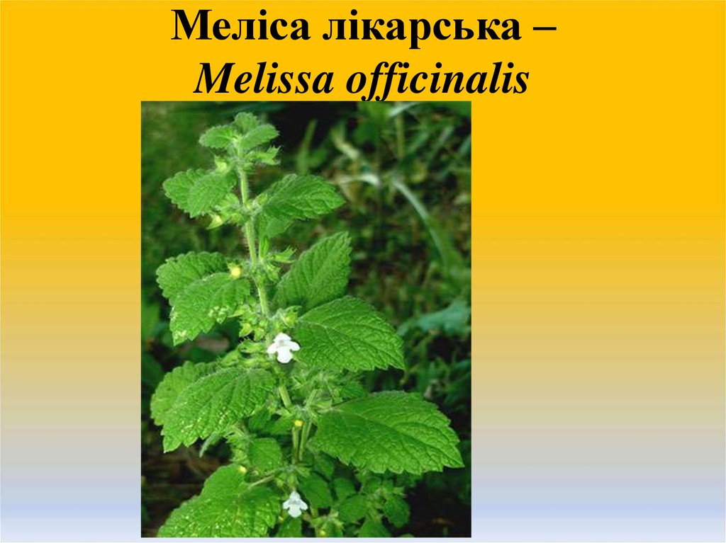 Меліса лікарська – Melissa officinalis