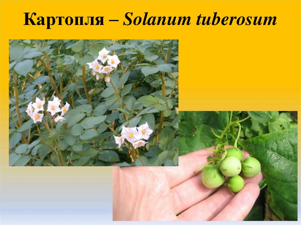 Картопля – Solanum tuberosum