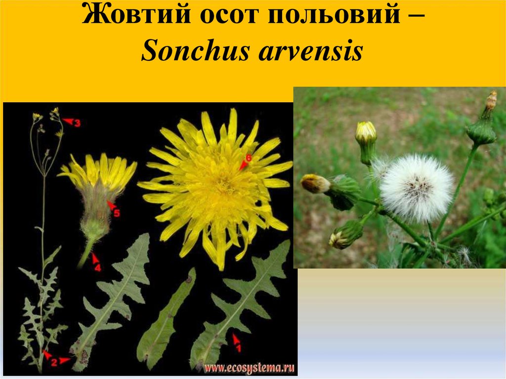 Жовтий осот польовий – Sonchus arvensis