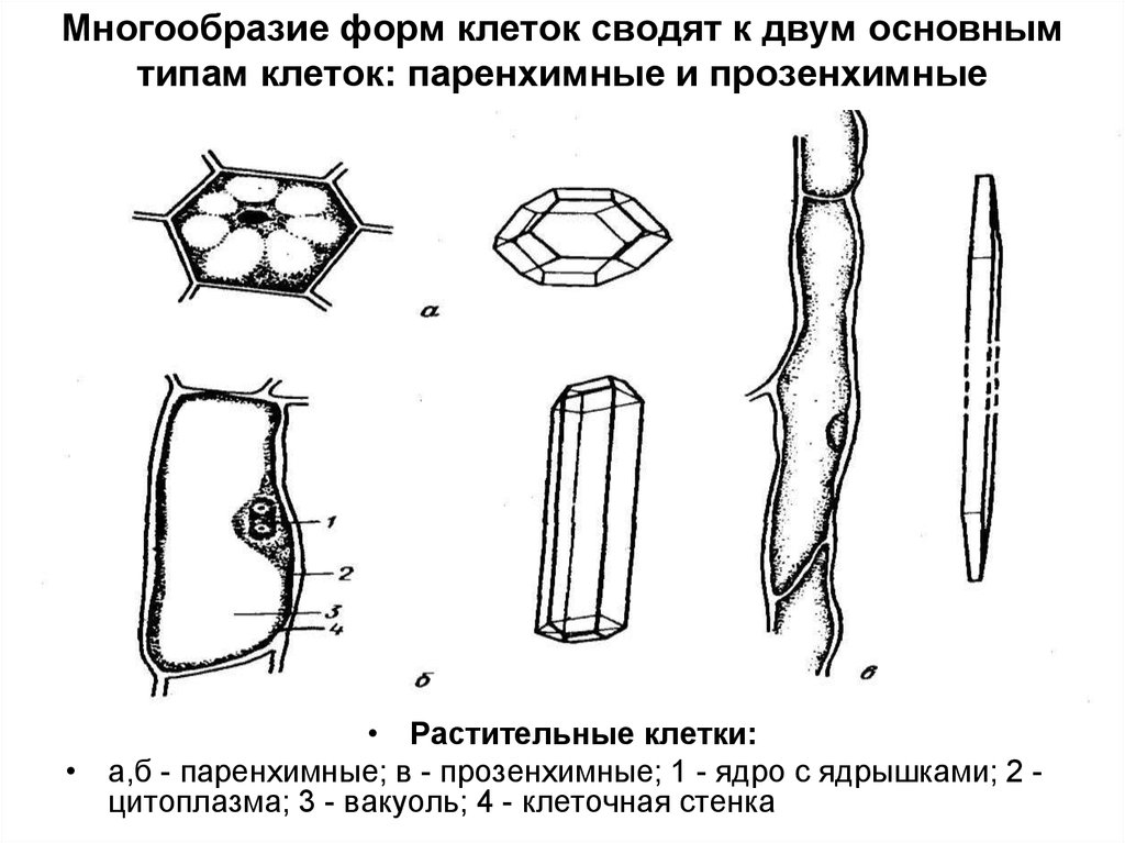 Форма растительной клетки. Паренхимные и прозенхимные клетки. Строение прозенхимных клеток. Растительные клетки паренхимные и прозенхимные. Прозенхимная форма клеток.