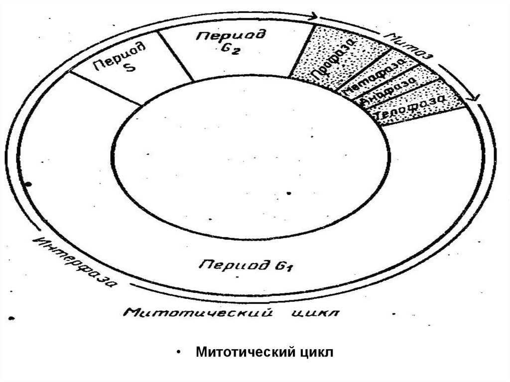 Схема митотического цикла