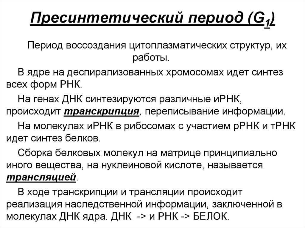 Синтетический период. Пресинтетический (g1). Предсинтетический период. Постмитотический период. G 1 постмитотический период.