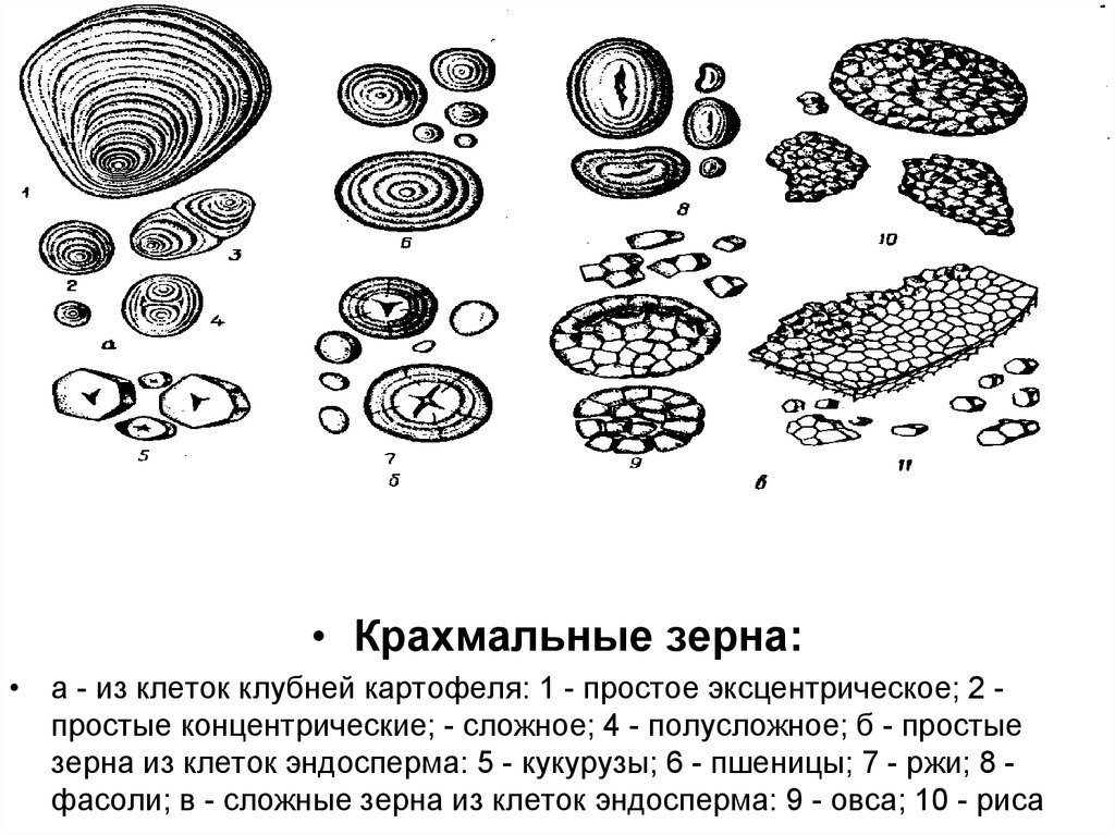 Строение клетки картофеля