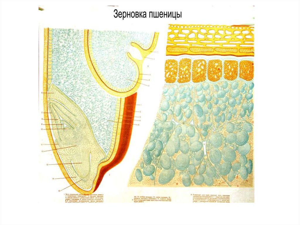 Зерновка пшеницы строение. Поперечный срез зерновки кукурузы. Поперечный срез зерновки. Алейроновый слой зерновки пшеницы. Строение зерновки пшеницы под микроскопом.