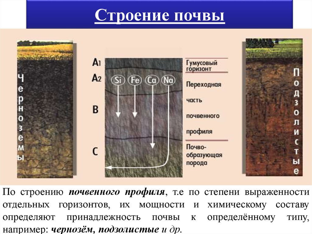 Схема строения почвенного профиля чернозема