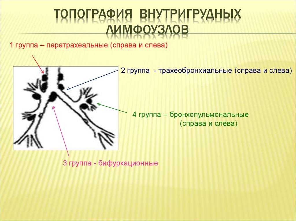 5 групп лимфоузлов. Внутригрудные лимфатические узлы. Схема внутригрудных лимфоузлов.