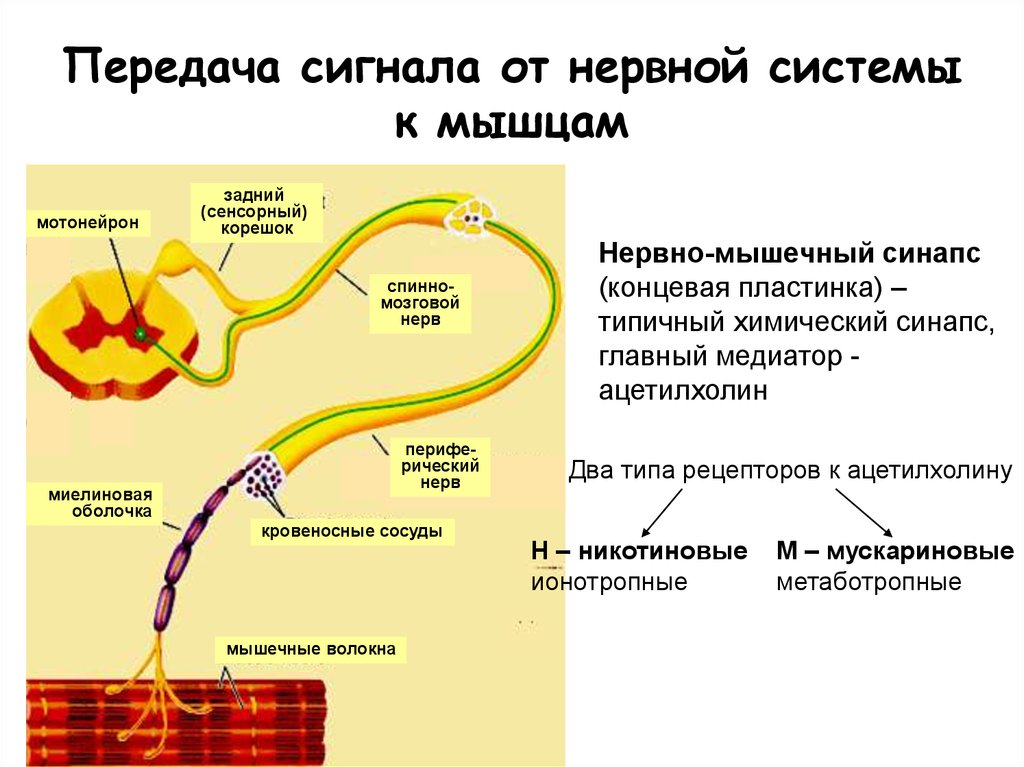Передача пд. Нервная система передача сигнала. Передача импульсов в нервной системе. Путь передачи нервного импульса в центральную нервную систему. Передача нервного импульса к мышцам.
