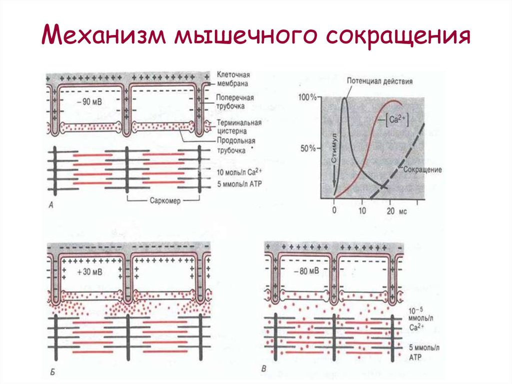 Схемы строения межклеточных контактов разных типов. Механизм мышечного сокращения. Межклеточные контакты схема. Виды межклеточных контактов. Строение межклеточных контактов.