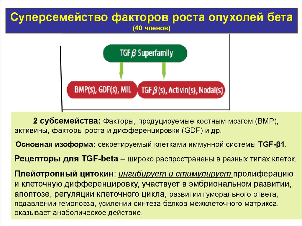 Фактор ростов. Факторы роста опухоли. Факторы способствующие опухолевому росту. Факторы опухолевого роста. Роль факторов роста опухоли.