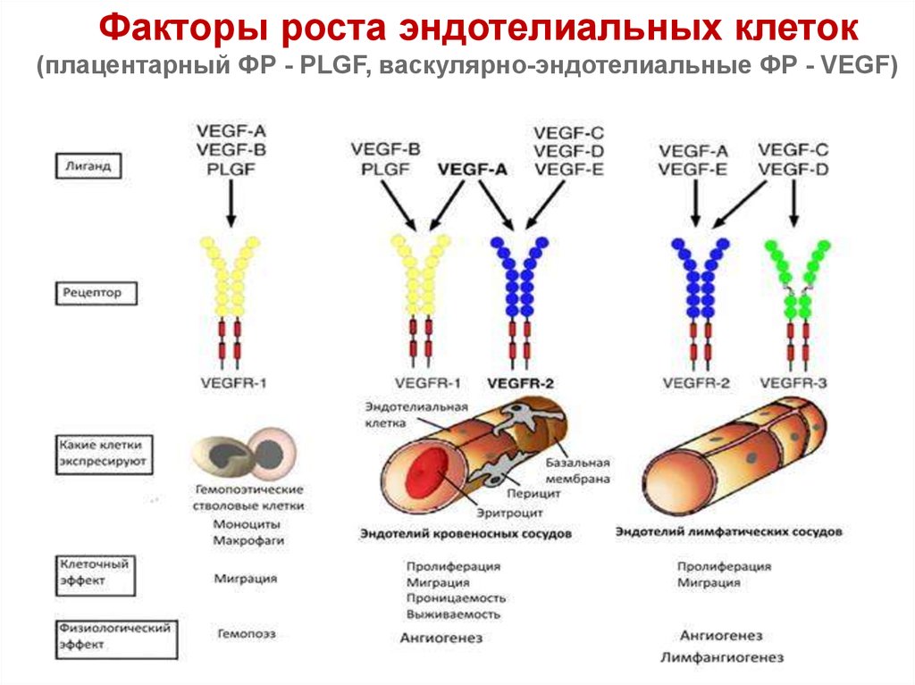 Фактор роста ответы. VEGF фактор роста эндотелия сосудов. Сосудисто-эндотелиальный фактор роста (VEGF). Васкулоэндотелиальный фактор роста (VEGF). Фактор роста рецепторы эндотелиальный.