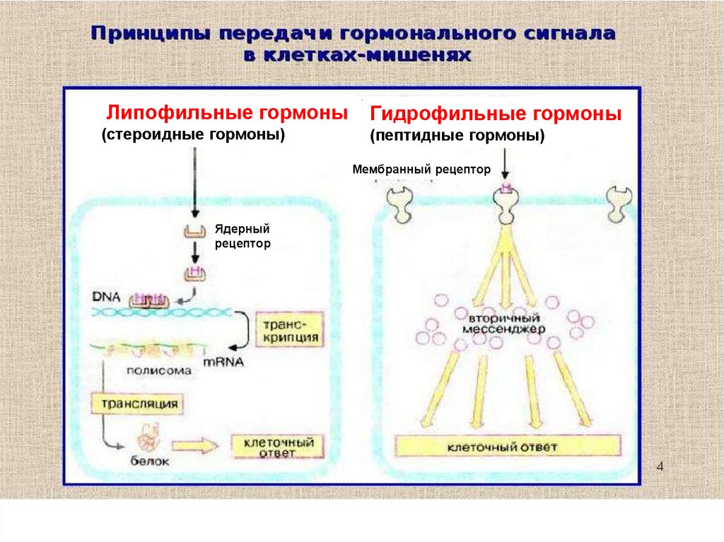 Принцип передачи. Механизм действия гидрофильных гормонов. Механизмы и схемы передач гормональных сигналов. Механизм действия гидрофильных гормонов схема. Механизм действия гидрофильных гормонов биохимия.