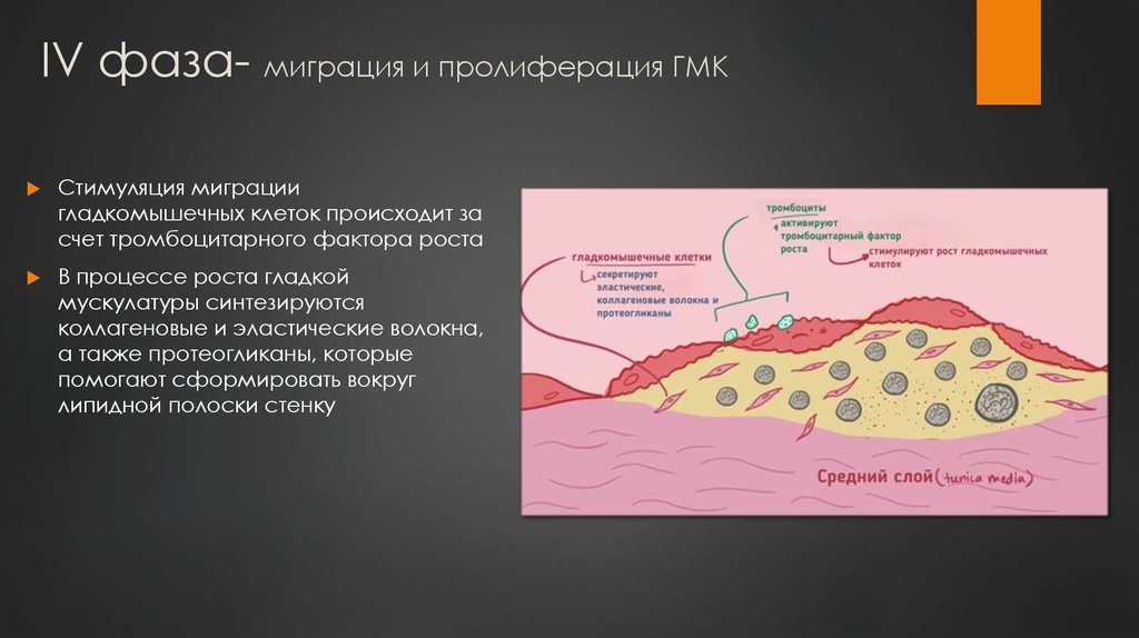 За счет чего происходит. Пролиферация гладкомышечных клеток. Пролиферация ГМК. Миграция ГМК. Пролиферация себоцитов.